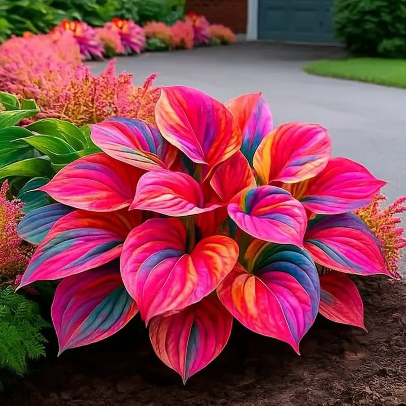 🌿Semillas de Hosta Coleus raras para jardines de sombra exuberantes💖 OFERTA 2X1